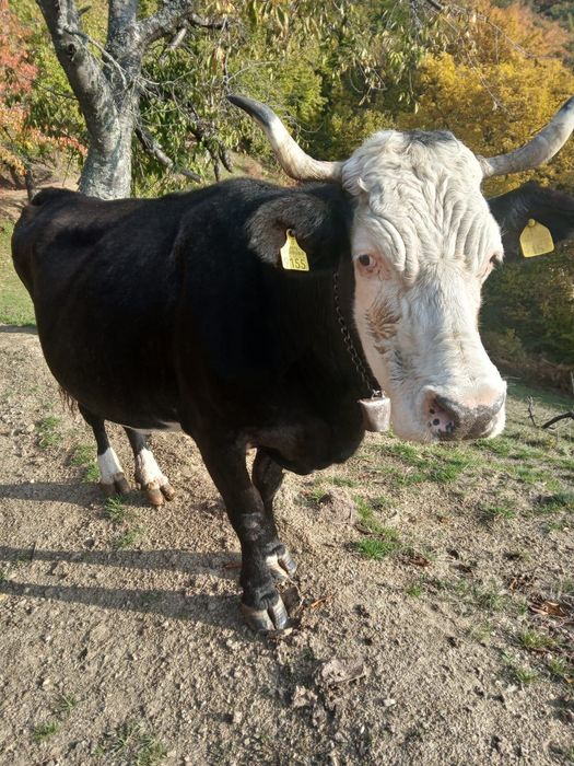 Vând vacă Bălțată Românească