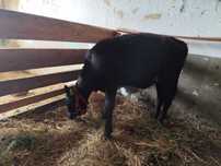 Vitea angus de vanzare