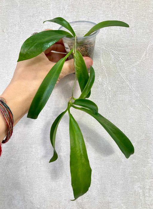 Хойя пубикаликс Белый дракон