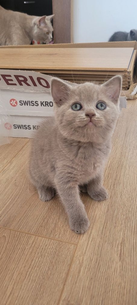 Pisici British Shorthair