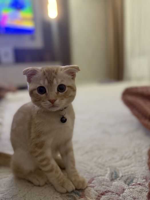 Шотландский Веслоухий Кошка