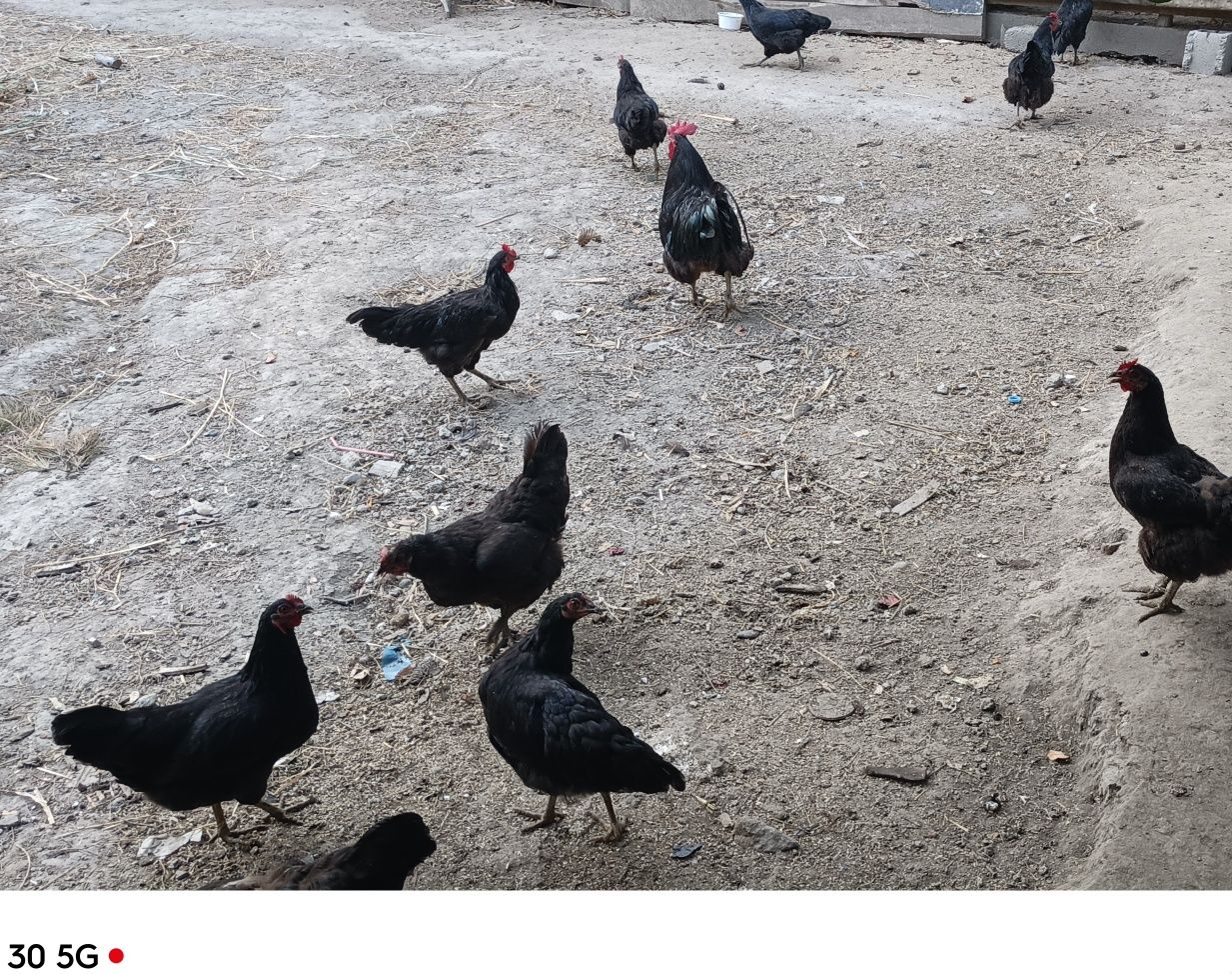 Qora shahzoda Tovuqlar sotiladi