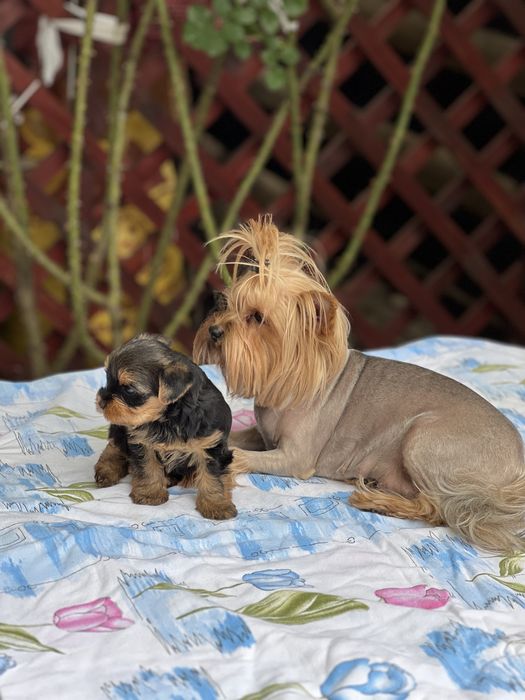 Yorkshire terrier mini toy