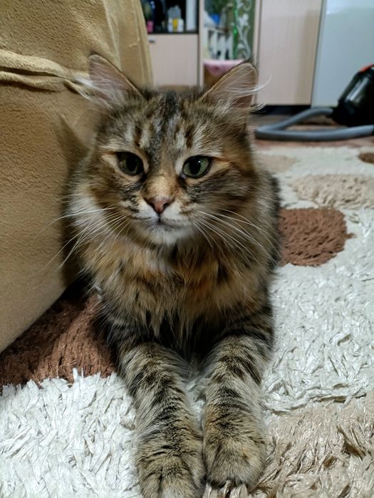 Кошка ищет дом и добрых хозяев