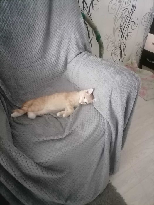 Кот рыжик в поиске дома