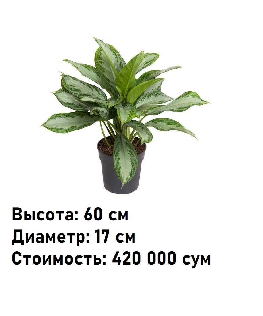 Комнатное растение - (Aglaonema) - Голландская Аглаонема