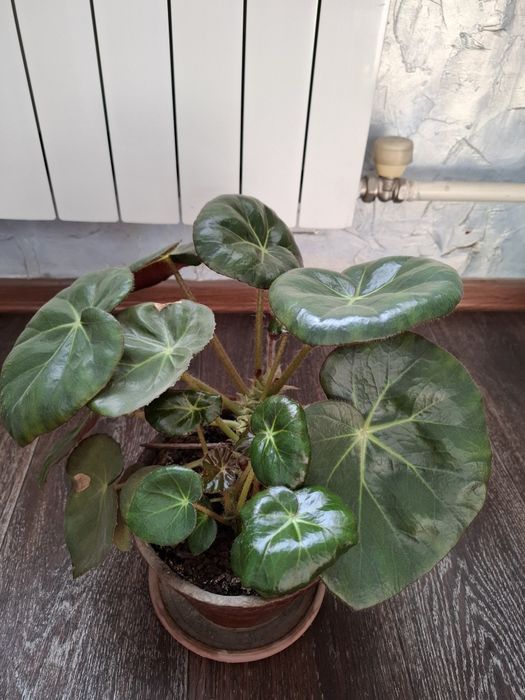 Бегония комнатные растения