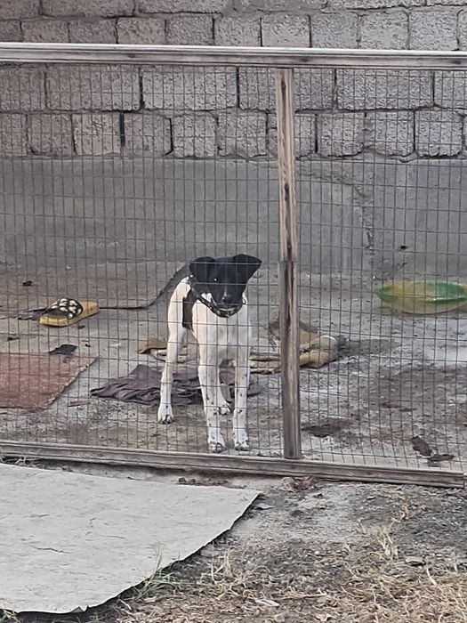 Куцхаар бесплатно