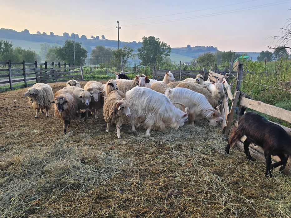 De vânzare capră  si oi se poate ṣi schimb de vițel