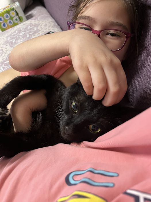 Отдам котика в добрые руки