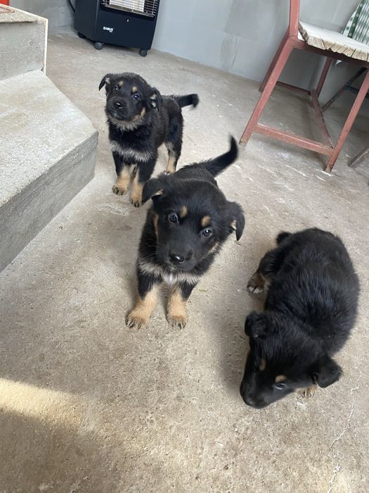 catelusi de curte si lup