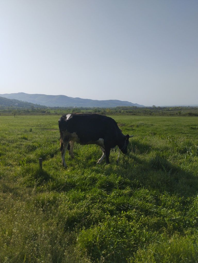 Vând jurinci la prima fătare