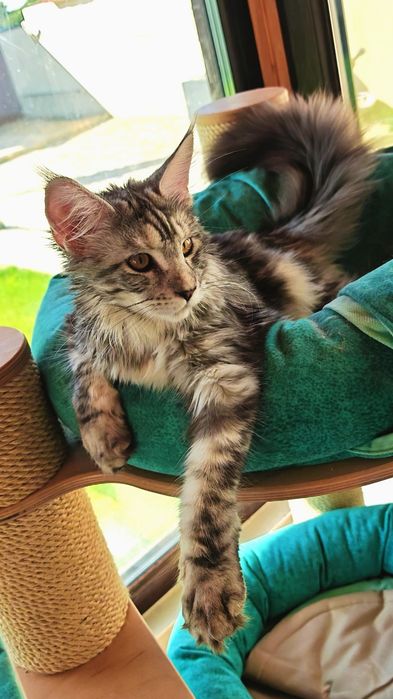 Pisică Maine Coon- Esfir
