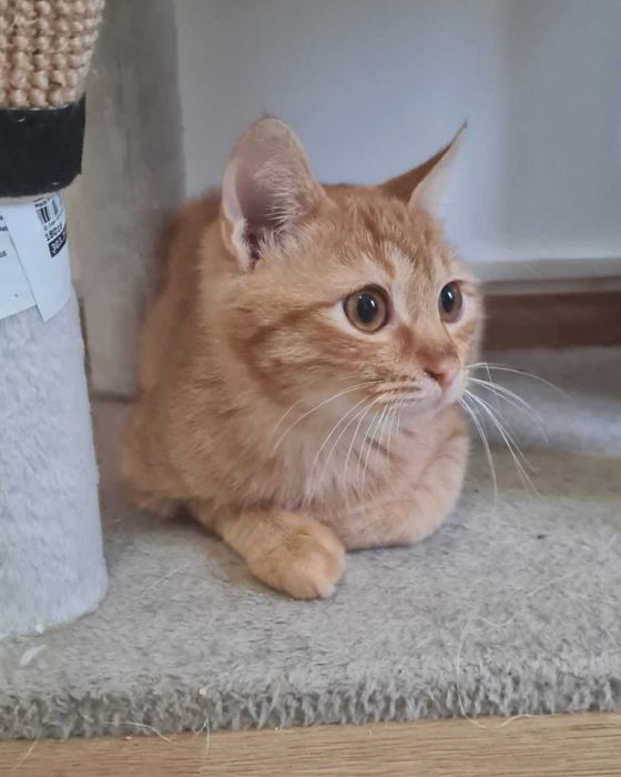 Рижаво коте си търси дом