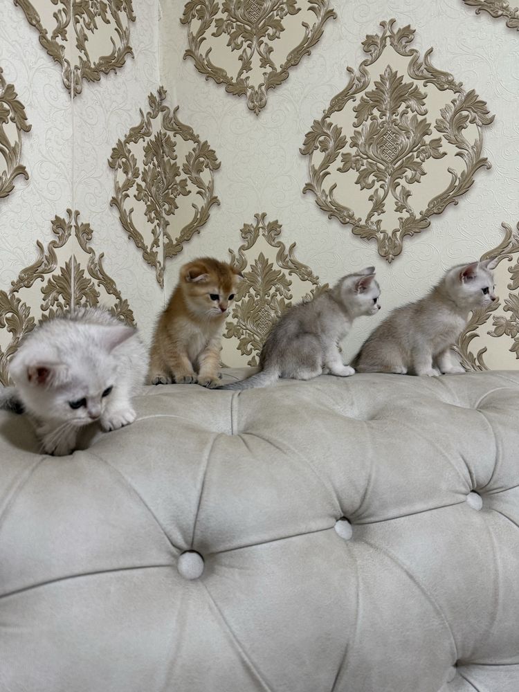 Продам серебристой шиншиллы котята