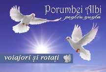inchiriez porumbei vioajori si rotati pt. nunta - nunti (evenimente)