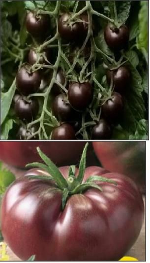 30 Seminte tomate negre mici sau mari/ Black Cherry si Neagra de Crim