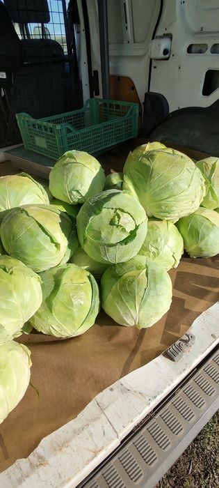 Продавам зеле Кьосе и Ергенско