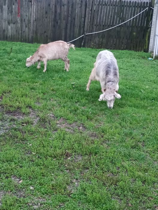 Vând capre gestante