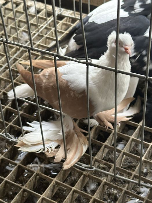 Randunica de saxonia