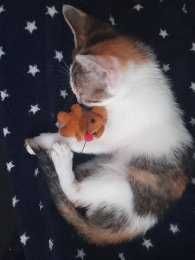 Нова Година БЕЗ СТРЕС от Пиратки Гледане на Кучета и Котки Къща с Двор