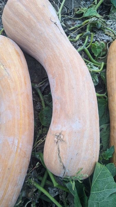 Продавам тикви за фураж