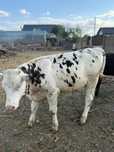Viței metis de angus, albastru belgian și bălțată românească