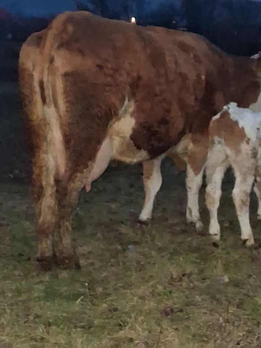 Vând vaca balțata româneasca cu vițel