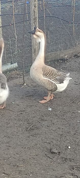 Gâște leșești de vânzare