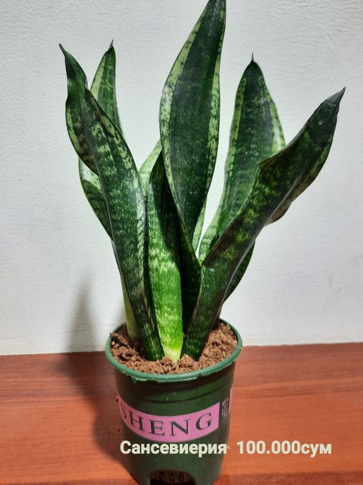 Бамбуки и Сансевиерии