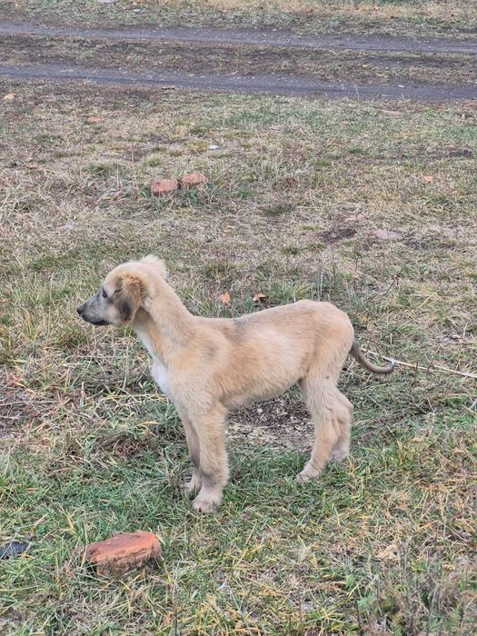 Щенок тазы чистокровный