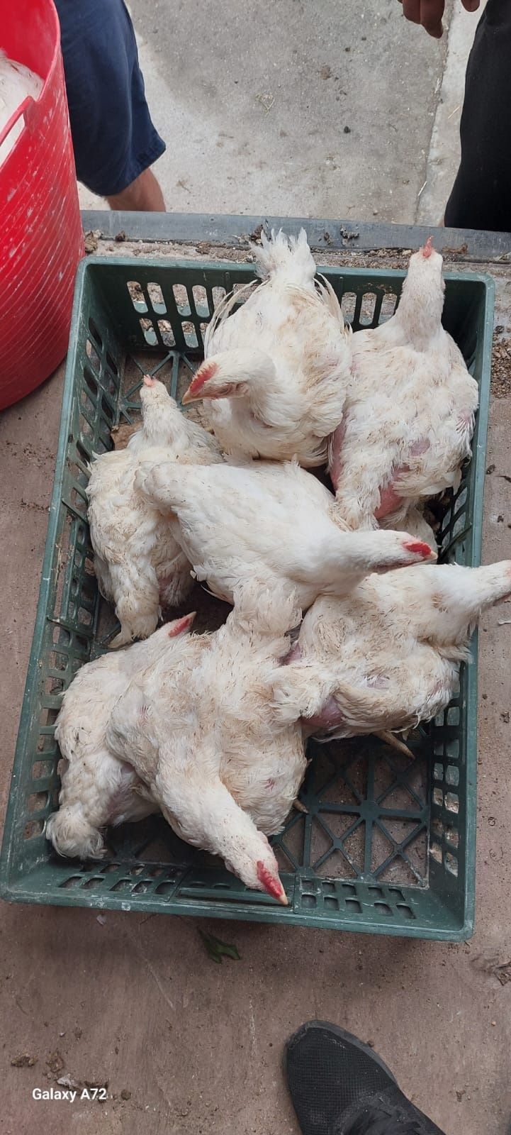 Vindem pui albi și rasa mixta
