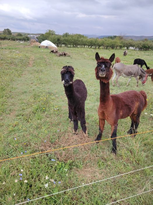 Vând alpaca tinere și mature