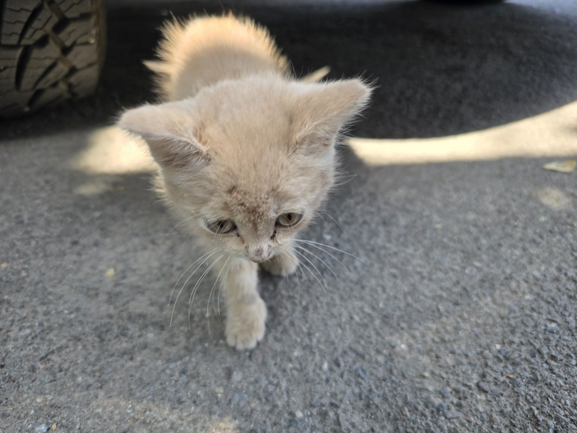 Милые котята 2 месяца