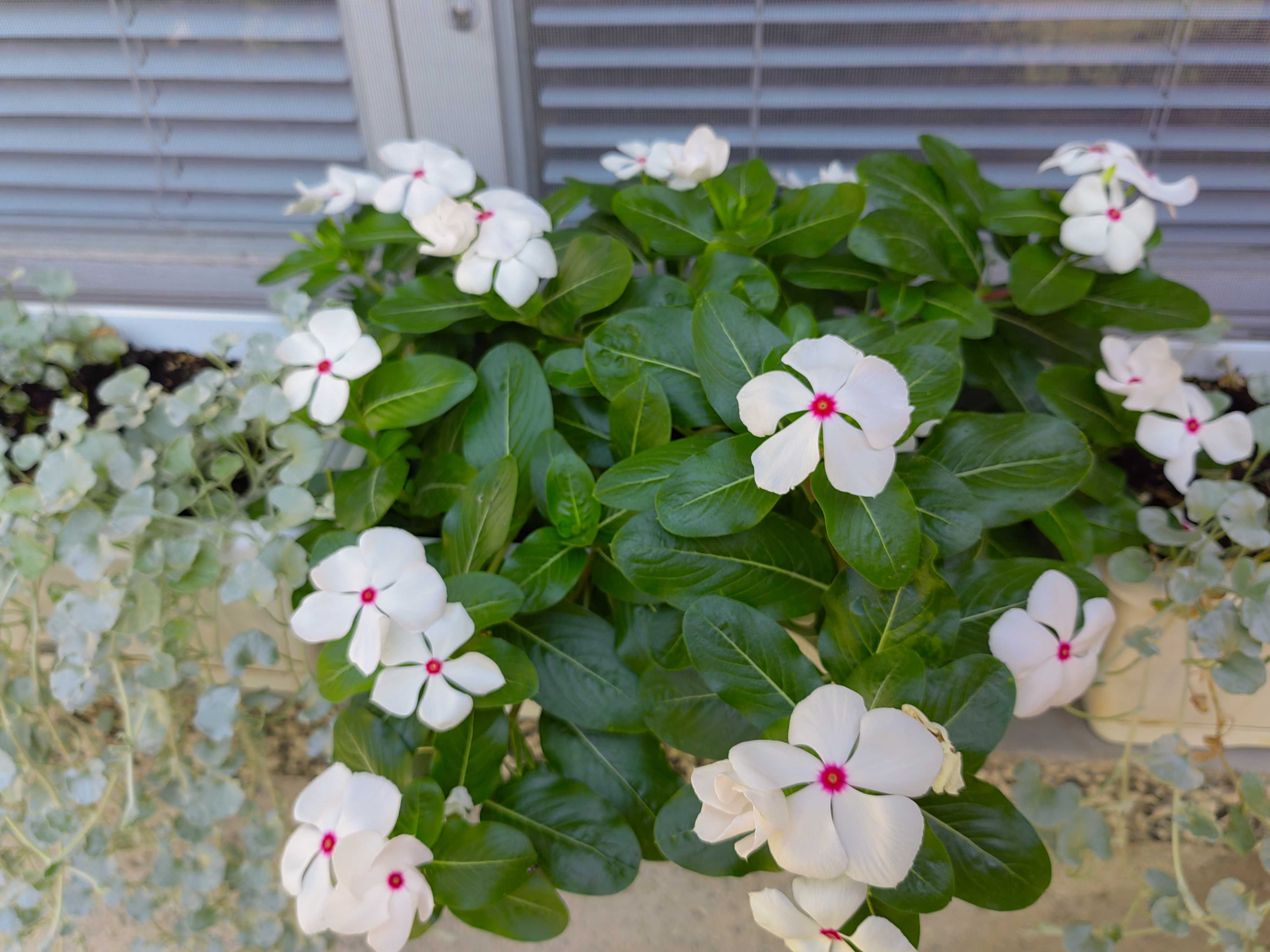 Каскадна винка (Vinca Cora cascade mix)