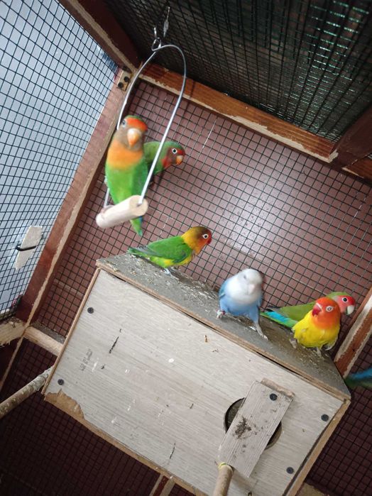 Schimb agapornis cu peruși sau nimfe