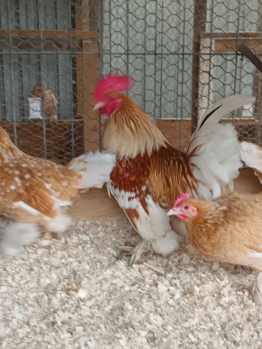 Matase japoneza si mii de flori