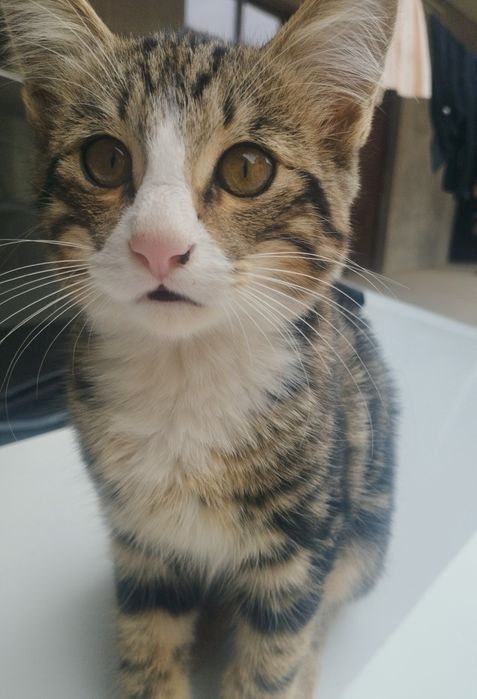 Мушук текинга бервораман