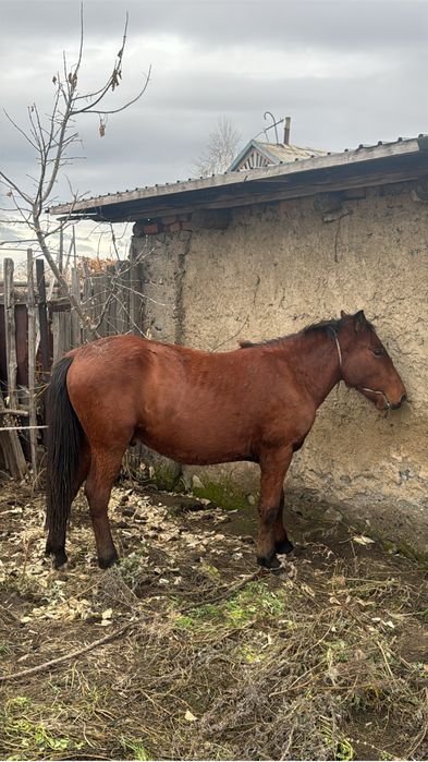 Тайчики на мясо