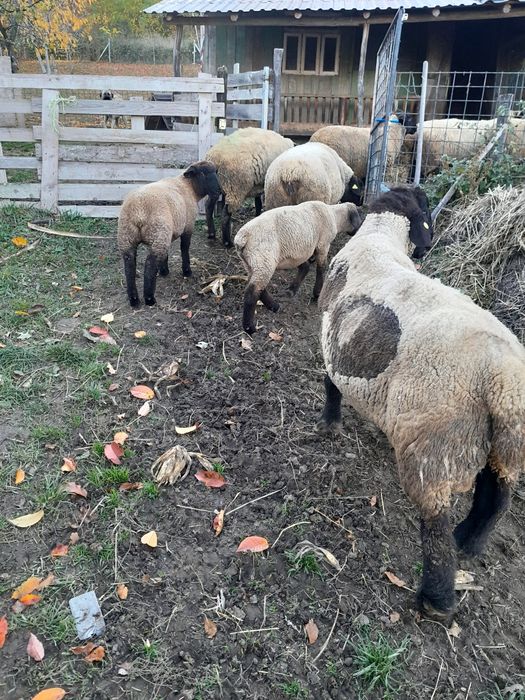 Mieluta și berbecuț suffolk