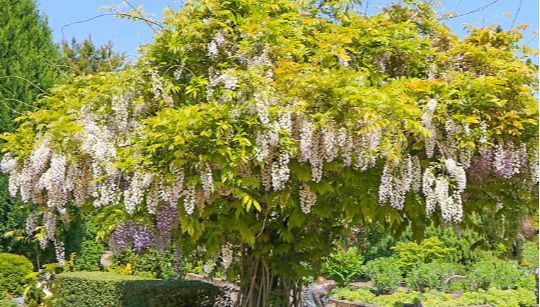 Wisteria (Glicina La Ghiveci) Diferite Culori