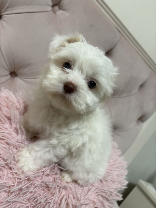 bichon maltez baietel