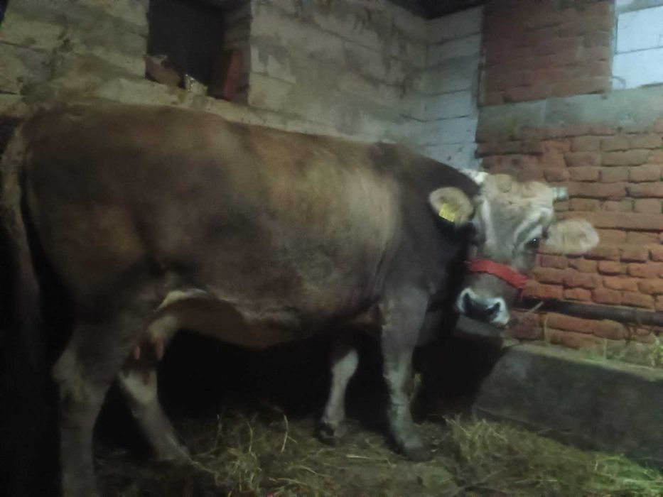 Vând o vaca bruna de Maramureș 5 ani gestanta in 9 luni