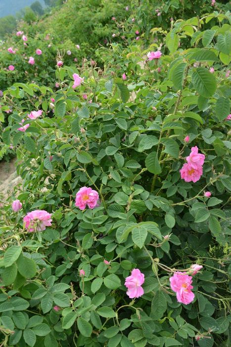 Продавам био розова вода на едро и дребно