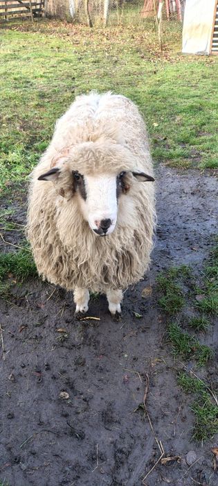 Vind berbecuț din primăvară.