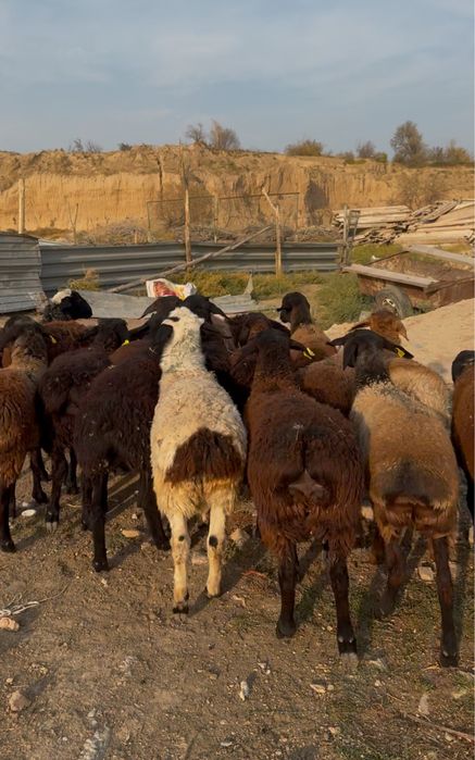 Токты кошкарлар сатылады срочно калада тур 19 бас