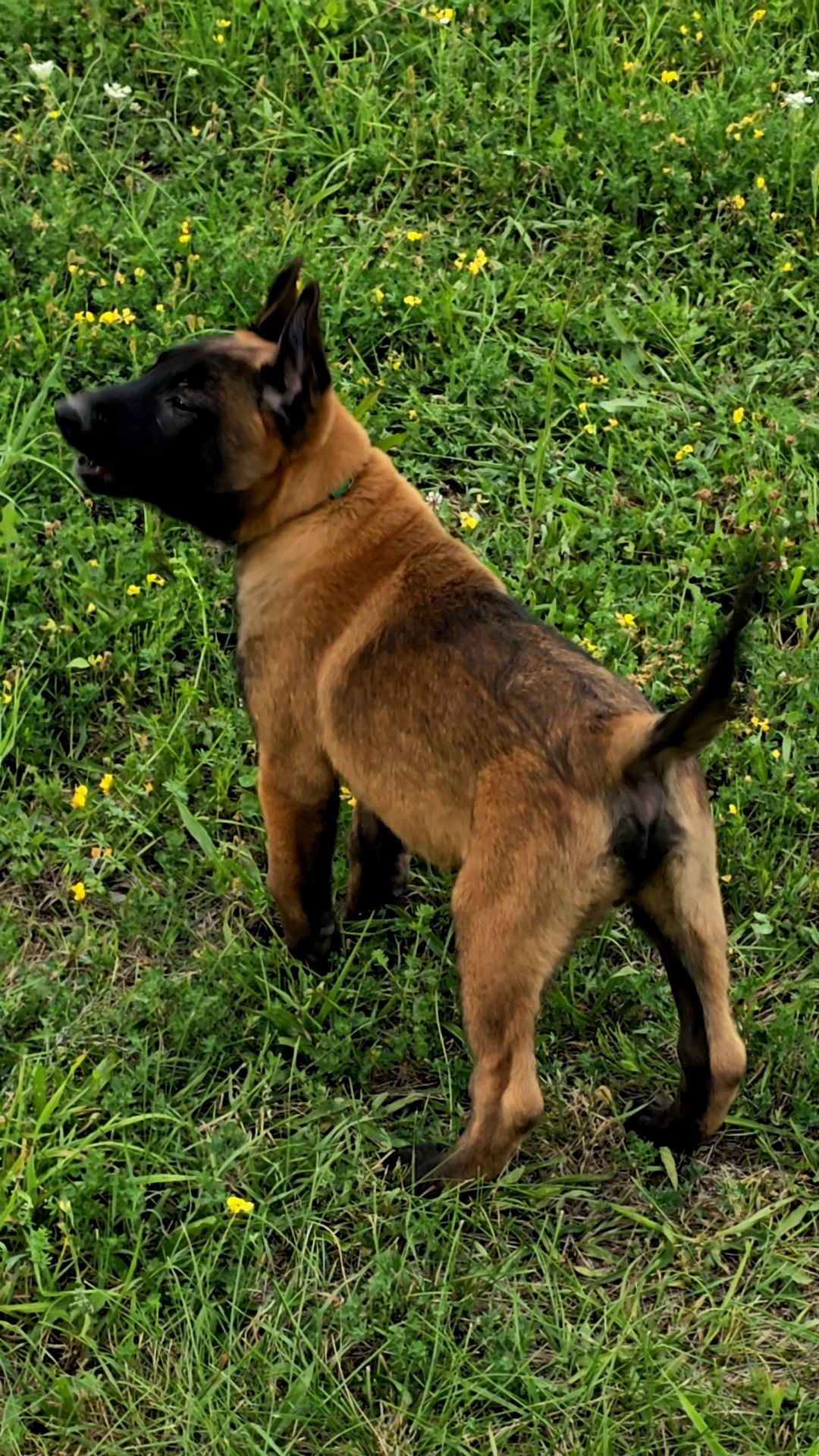 Ciobănesc belgian malinois cu pedigree