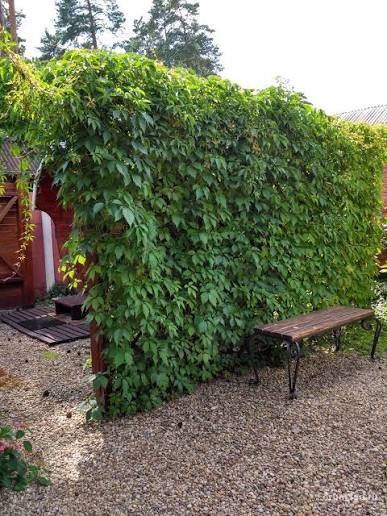 Садовник посадка плющ, девичий виноград декоративный растения.