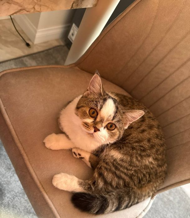 Отдам даром котенка