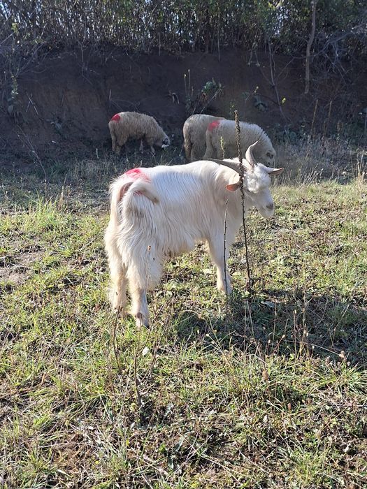 Vând urgent țap sau schimb cu oaie